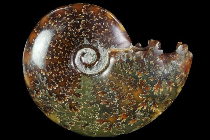 Polished, Agatized Ammonite (Cleoniceras) - Madagascar #97301